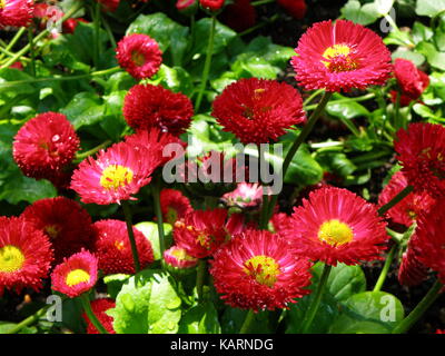 Fleurs rose vif English daisy, tasso fleurs roses avec la rosée du matin dans la lumière du soleil Banque D'Images