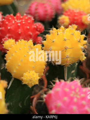 Close-up of vibrant jaune, rose et rouge mini cactus, vertical image Banque D'Images