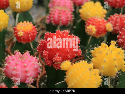 Bande de couleur rouge vif, rose, couleur jaune mini cactus, pour le fond Banque D'Images