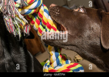 Vue rapprochée d'un chiot labrador chocolat avec un remorqueur de jeu jouet corde colorée Banque D'Images