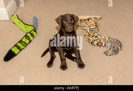 Portrait d'un chiot labrador chocolat assis par chien jouets dans la chambre familiale Banque D'Images