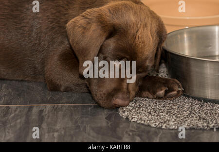 Vue rapprochée d'un 3 mois labrador chocolat dormir à côté d'une cuvette d'eau dans la cuisine Banque D'Images