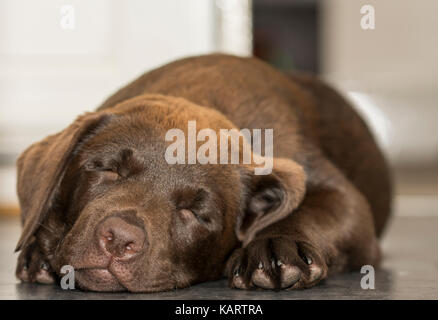 Vue rapprochée d'un 3 mois labrador chocolat dormir sur un sol carrelé dans la cuisine Banque D'Images