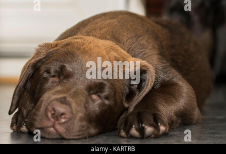 Vue rapprochée d'un 3 mois labrador chocolat dormir sur un sol carrelé dans la cuisine Banque D'Images