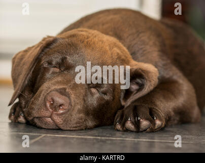 Vue rapprochée d'un 3 mois labrador chocolat dormir sur un sol carrelé dans la cuisine Banque D'Images