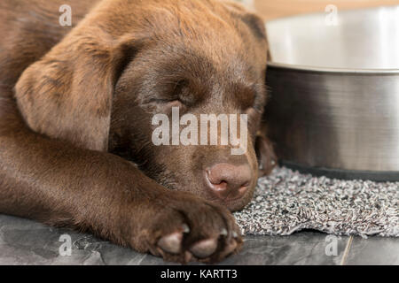 Vue rapprochée d'un 3 mois labrador chocolat dormir à côté d'une cuvette d'eau dans la cuisine Banque D'Images