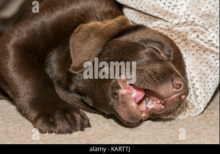 Vue rapprochée d'un chiot labrador chocolat ludique avec bouche ouverte Banque D'Images