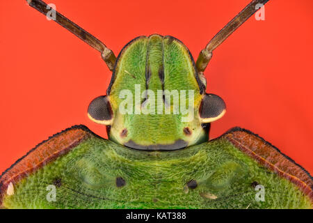 Grossissement extrême - Green stink bug nymphe (Nezara antennata) Banque D'Images