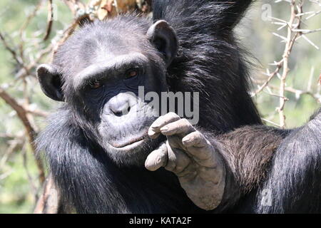 - Le chimpanzé sweetwaters chimpanzee sanctuary - ol pejeta conservancy - Kenya Banque D'Images