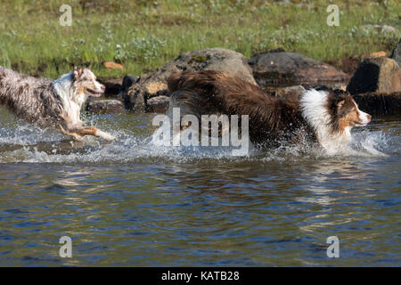 Deux chiens de berger australien s'exécutant dans l'eau d'un lac Banque D'Images