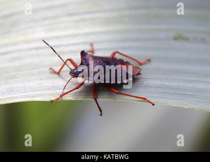 BUG DU BOUCLIER forestier Pentatome rufipes. Photo: Tony Gale Banque D'Images