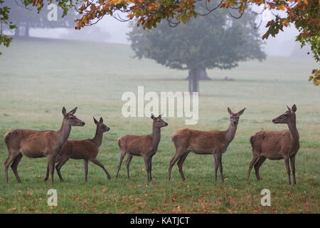 Windsor, Royaume-Uni. 27 septembre, 2017. un cerf à l'aube dans la brume à Windsor Great Park. Il y a un troupeau d'environ 500 red deer dans le parc des cerfs dans Windsor Great Park, tous les descendants de quarante deux cerfs et biches introduit en 1979 par le duc d'édimbourg. crédit : mark kerrison/Alamy live news Banque D'Images