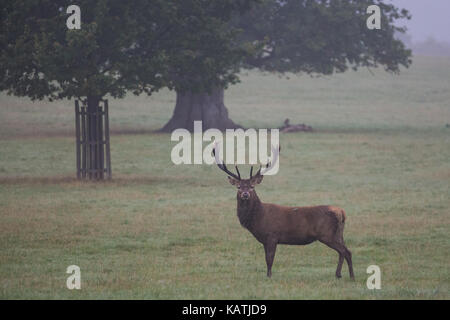 Windsor, Royaume-Uni. 27 septembre, 2017. un cerf à l'aube dans la brume à Windsor Great Park. Il y a un troupeau d'environ 500 red deer dans le parc des cerfs dans Windsor Great Park, tous les descendants de quarante deux cerfs et biches introduit en 1979 par le duc d'édimbourg. crédit : mark kerrison/Alamy live news Banque D'Images