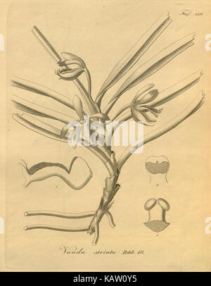 Xenia orchidacea (tab. 150) (8599755395) Banque D'Images