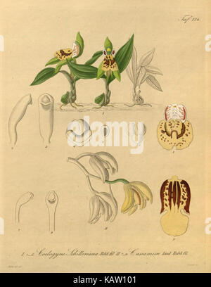 Xenia orchidacea (tab. 134) (8599747307) Banque D'Images