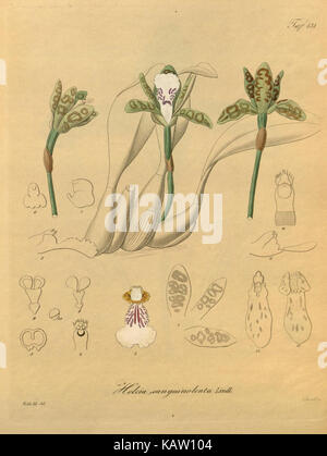 Xenia orchidacea (tab. 131) (8600844278) Banque D'Images