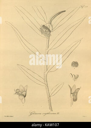 Xenia orchidacea est une espèce d'orchidée, représentée dans Tab. 128. Cette illustration botanique montre les caractéristiques détaillées de l'orchidée, membre de la famille des orchidacées. Banque D'Images