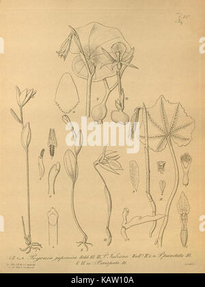 Cette illustration botanique représente Xenia orchidacea, une espèce d'orchidée connue pour ses fleurs complexes et son aspect exotique. L’image souligne les détails floraux et les caractéristiques distinctes de l’espèce. Banque D'Images