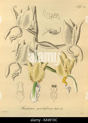 Une illustration botanique de Xenia orchidacea, montrée dans Tab. 124. Cette espèce est connue pour ses fleurs uniques, qui mettent en valeur les détails complexes de sa structure et de ses caractéristiques. Banque D'Images
