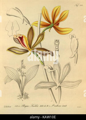 Xenia orchidacea, comme indiqué dans Tab. 122, est une espèce botanique d'orchidée, faisant partie d'une collection illustrant la flore diversifiée du monde des orchidées. Banque D'Images