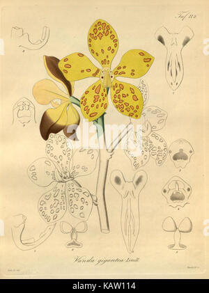 Une illustration de Xenia orchidacea, un type d'orchidée, montrée en détail botanique dans Tab. 112 d'une publication de référence botanique. Banque D'Images