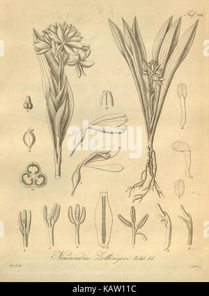 Xenia orchidacea (tab. 106) (8600830792) Banque D'Images