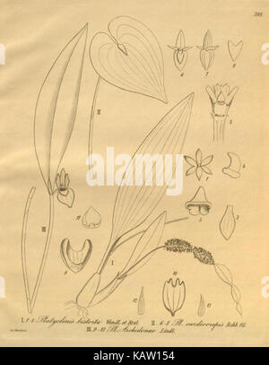 Illustration botanique de Xenia orchidacea à partir d'une série de plaques scientifiques, montrant la structure détaillée de la plante et ses caractéristiques d'identification. Banque D'Images