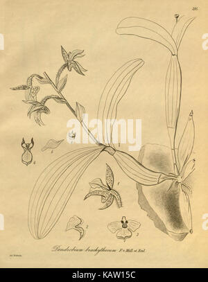 Cette illustration de Xenia orchidacea, présentée dans la planche 295, montre une représentation botanique détaillée de l’espèce, mettant en évidence ses caractéristiques et caractéristiques uniques. Banque D'Images