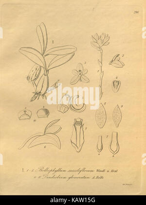 Cette plaque botanique représente Xenia orchidacea, une espèce d'orchidée connue pour son aspect unique, mettant en valeur ses fleurs et sa structure distinctives. Banque D'Images