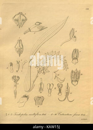 Xenia orchidacea (planche 288) (8571444009) Banque D'Images