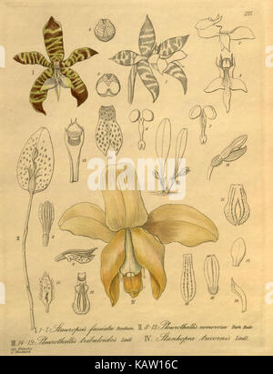 Une illustration de l'espèce d'orchidée Xenia orchidacea, mettant en valeur ses fleurs distinctives et ses caractéristiques botaniques. Banque D'Images