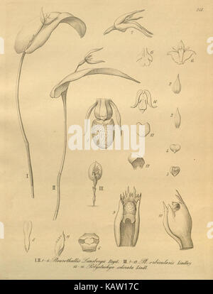 Xenia orchidacea (planche 248) (8572520218) Banque D'Images