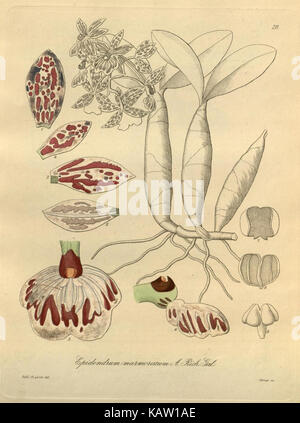 Une illustration botanique de Xenia orchidacea, mettant en valeur les caractéristiques détaillées de cette espèce d'orchidée tropicale. L'image représente la structure florale unique et les couleurs vibrantes de l'orchidée. Banque D'Images