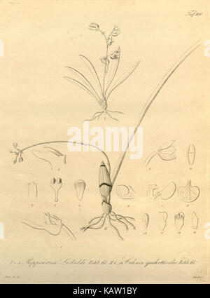 Ce dessin botanique de *Xenia orchidacea*, présenté dans un livre botanique historique, fournit une illustration détaillée de l'espèce, soulignant ses caractéristiques uniques et sa beauté. Banque D'Images