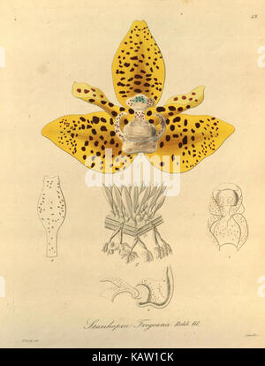 Une illustration botanique de *Xenia orchidacea*, une espèce d’orchidée, issue d’un travail scientifique ou d’une étude botanique, mettant en évidence ses caractéristiques détaillées. Banque D'Images