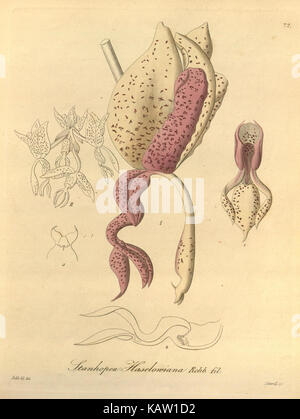 Xenia orchidacea (Fig. 72) (8559774098) Banque D'Images