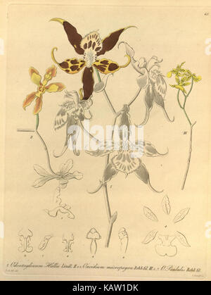 Illustration botanique de Xenia orchidacea, représentée dans un dessin au trait détaillé. Cette espèce végétale fait partie de la vaste collection du Missouri Botanical Garden et est présente dans la recherche botanique et l'éducation. Banque D'Images