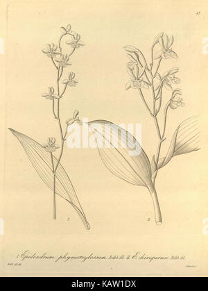 Xenia orchidacea (Fig. 57) (8558661665) Banque D'Images