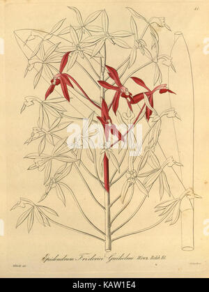 Cette illustration du jardin botanique du Missouri représente l'espèce Xenia orchidacea, mettant en évidence les détails complexes et la beauté de cette espèce d'orchidée particulière. Banque D'Images