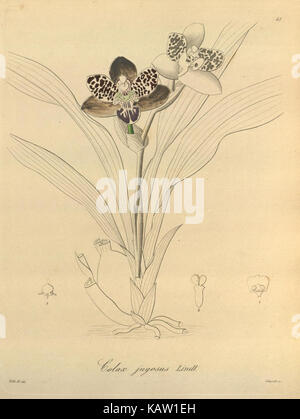 Xenia orchidacea (Fig. 41) (8559764424) Banque D'Images