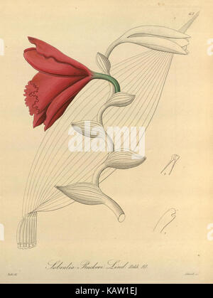 Xenia orchidacea (Fig. 42) (8559764672) Banque D'Images