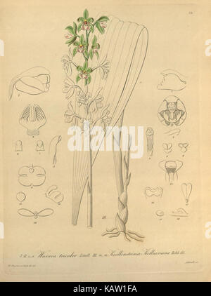 Xenia orchidacea, une espèce d'orchidée, est représentée dans cette illustration, mettant en valeur les caractéristiques distinctives de la plante et contribuant aux études botaniques des orchidées. Banque D'Images