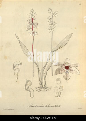 Xenia orchidacea (Fig. 14) (8559756936) Banque D'Images