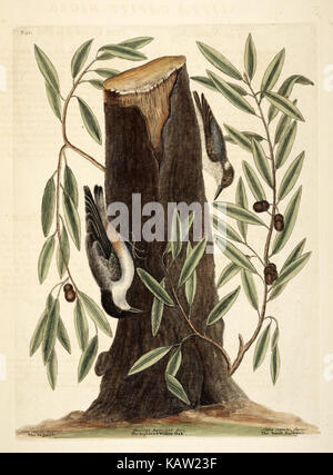 Ce volume de 'histoire naturelle de la Caroline, de la Floride et des îles Bahama' se concentre sur la flore et la faune de ces régions, fournissant un compte rendu détaillé de leurs écosystèmes et de leur environnement naturel. Banque D'Images