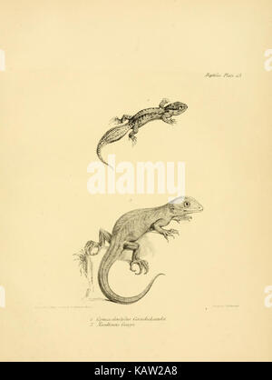 La zoologie du voyage de H.M.S. Beagle (Reptiles Pl. 13) (8432832692) Banque D'Images