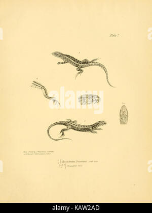 La zoologie du voyage de H.M.S. Beagle (Reptiles Pl. 7) (8432831134) Banque D'Images