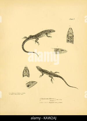 La zoologie du voyage de H.M.S. Beagle (Reptiles Pl. 3) (8431745157) Banque D'Images