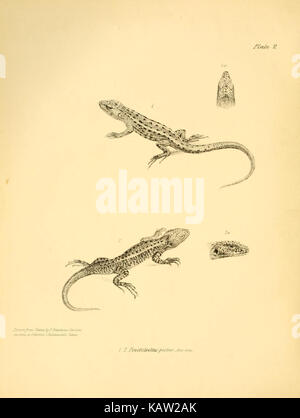 L'image montre une page tirée de 'la Zoologie du voyage de H.M.S. Beagle', illustrant les reptiles observés pendant le voyage de Charles Darwin sur le Beagle. Cette publication fait partie des contributions scientifiques de Darwin à la biologie. Banque D'Images