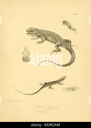 La zoologie du voyage de H.M.S. Beagle (Reptiles Pl. 1) (8431744571) Banque D'Images