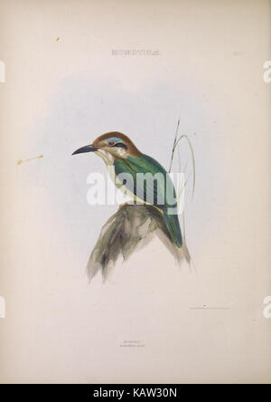 Cette illustration de la série 'les genres des oiseaux' (planche XXIV) montre divers genres d'oiseaux, offrant des représentations détaillées pour la classification scientifique et l'étude. Banque D'Images